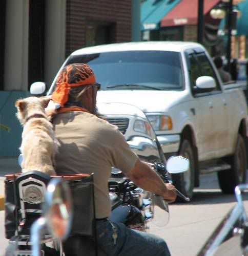 Dogs_01.jpg