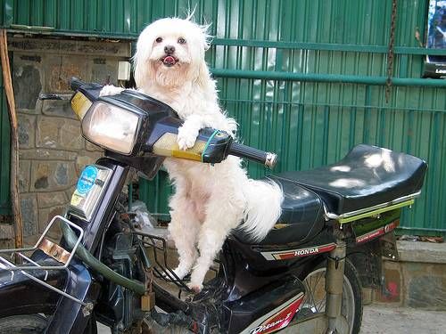 Dogs_03.jpg