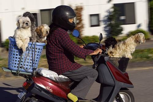 Dogs_04.jpg