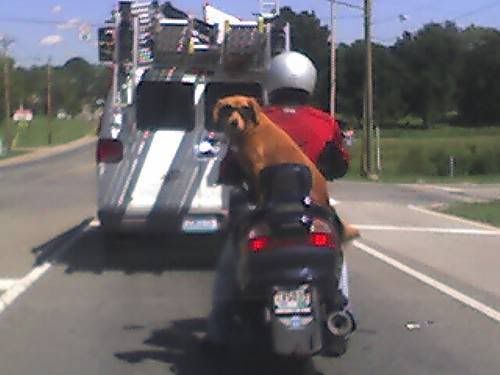 Dogs_07.jpg