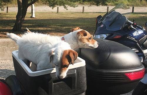 Dogs_09.jpg