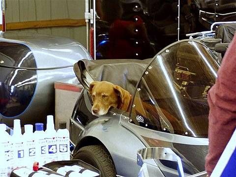Dogs_10.jpg