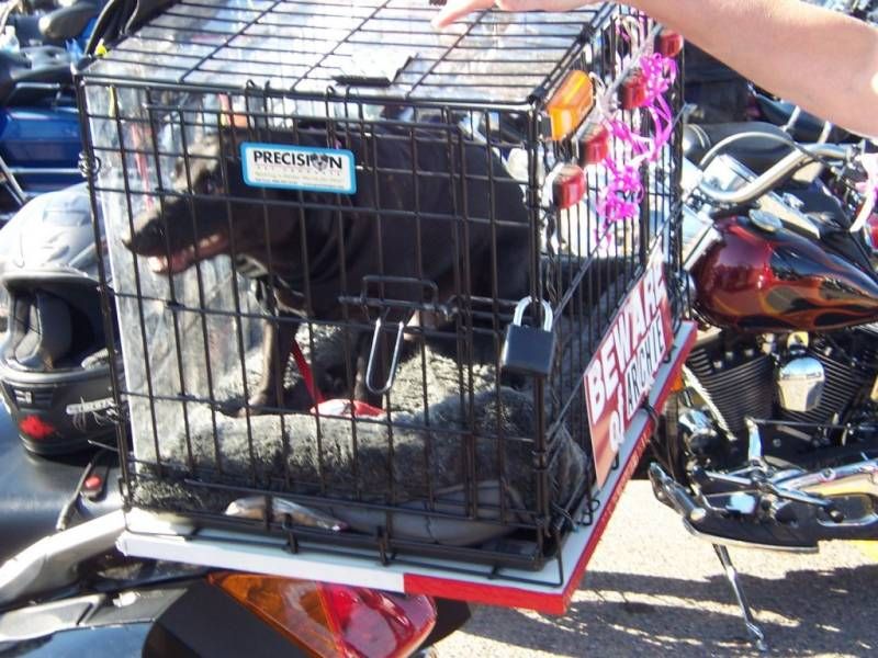 Dogs_19.jpg