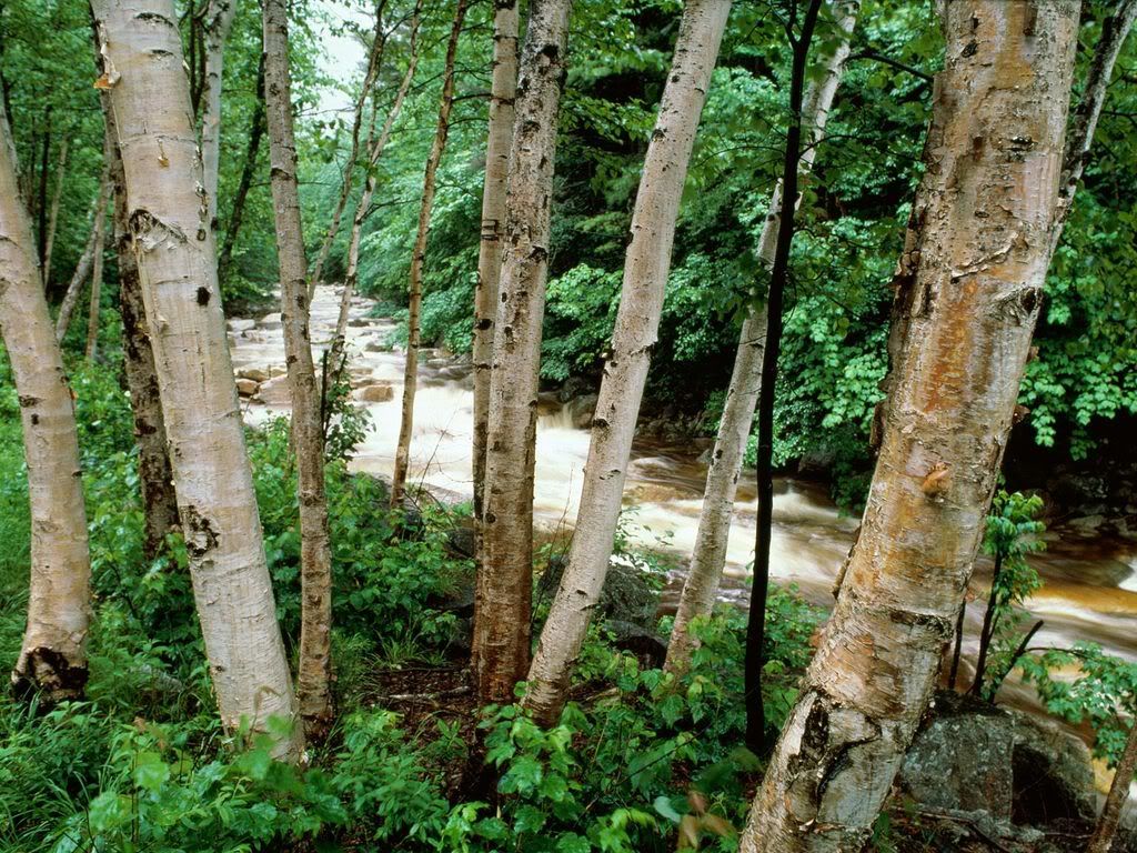 PaperBirchWhiteMountainsNewHampshir.jpg