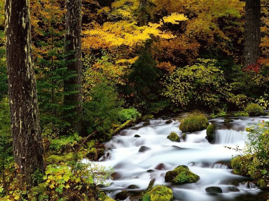 RoaringRiverMountHoodNationalForest.jpg