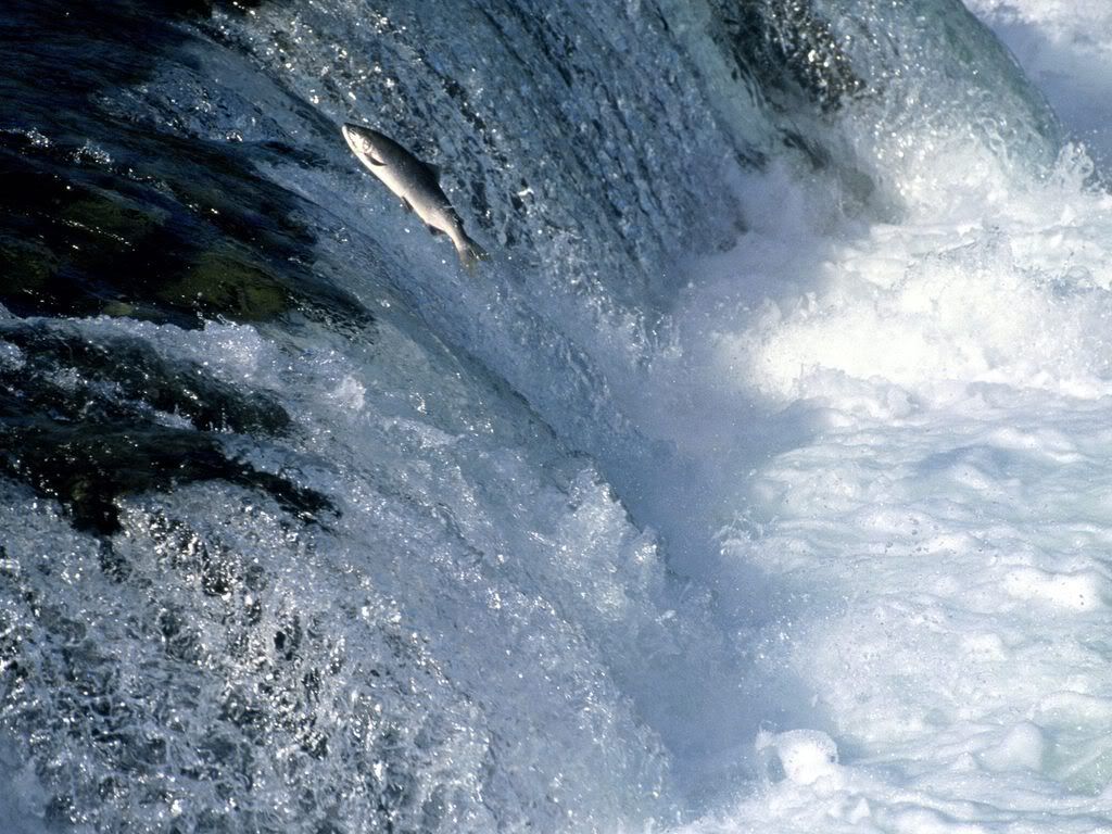SwimmingUpstreamSalmonAlaska.jpg