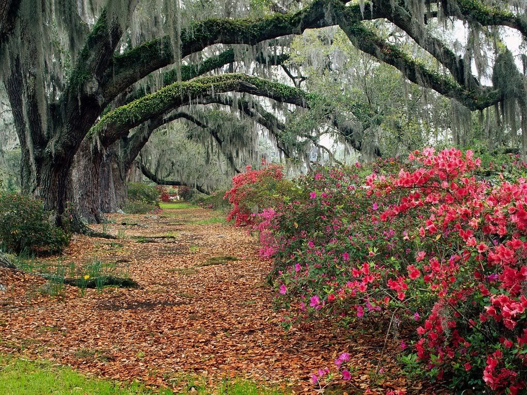 AzaleasandLiveOaksMagnoliaPlantatio.jpg