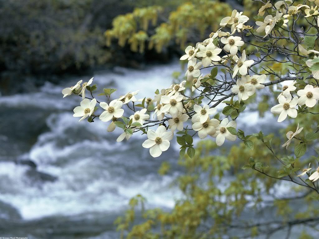 DogwoodTreeBloomsYosemiteCalifornia.jpg