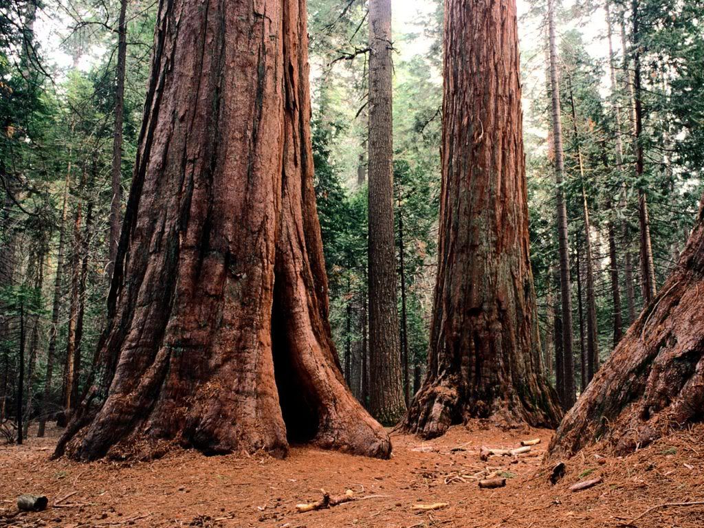 GiantsCalaverasStatePark-1600x1200-.jpg