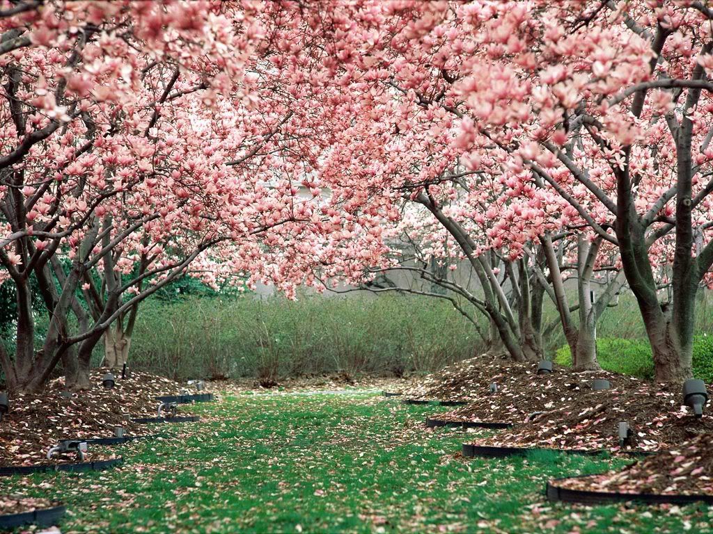 InFullBloom-1600x1200-ID20796.jpg