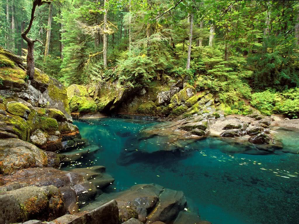 OhanapecoshRiverMtRainierNationalPa.jpg