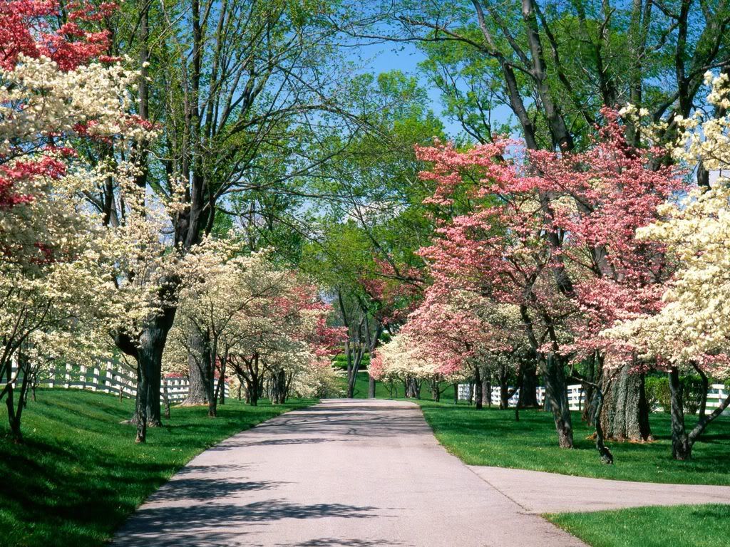 PinkandWhiteDogwoodTreesLexingtonKe.jpg