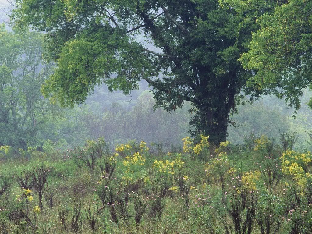 SummerMeadowNashvilleTennessee-1600.jpg