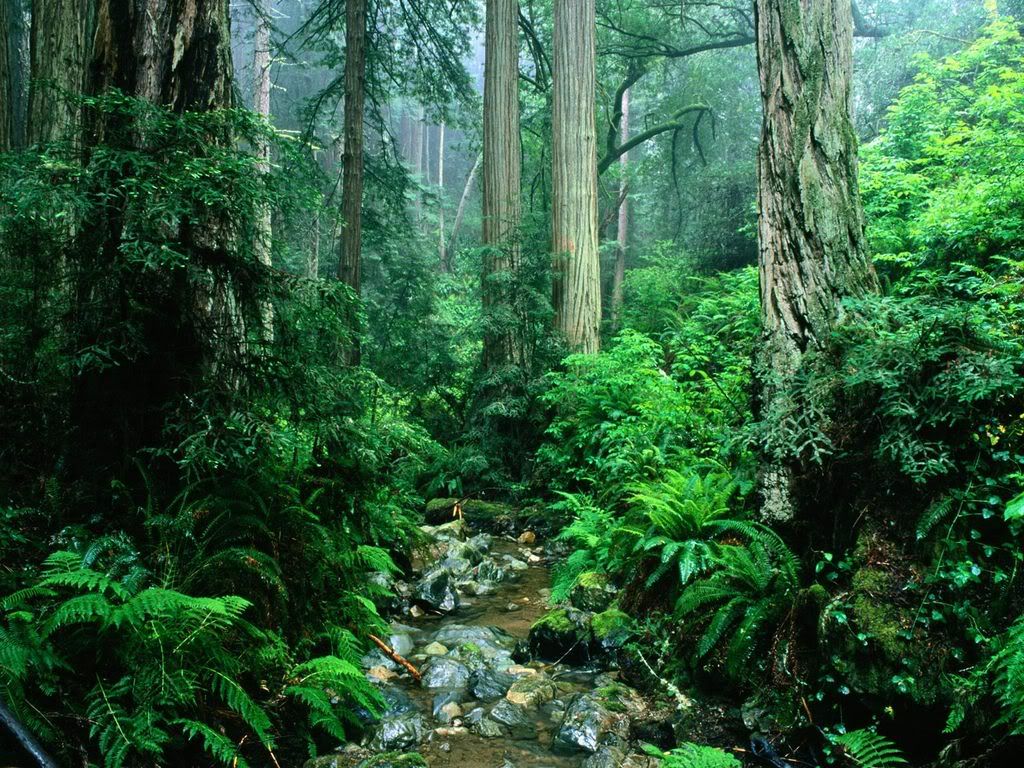 WebbCreekTamalpaisStateParkCaliforn.jpg