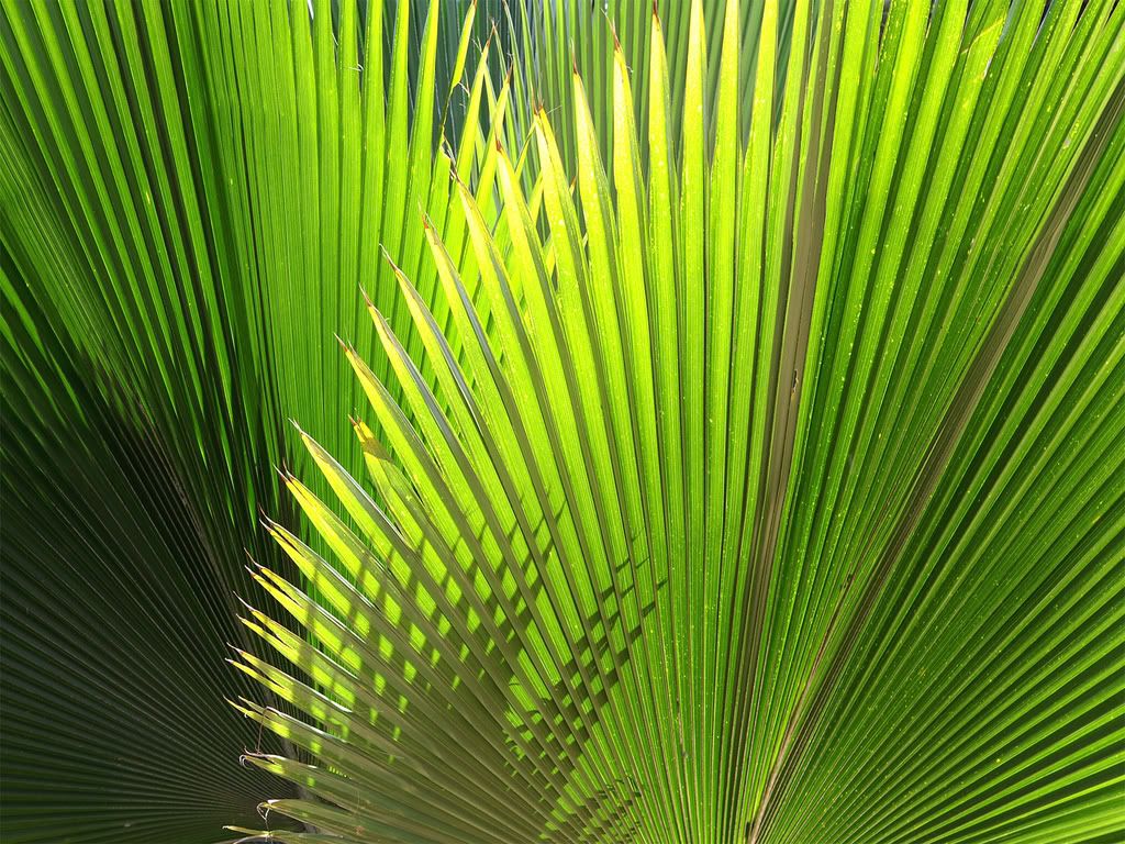 ws_Green_Plant_1600x1200.jpg