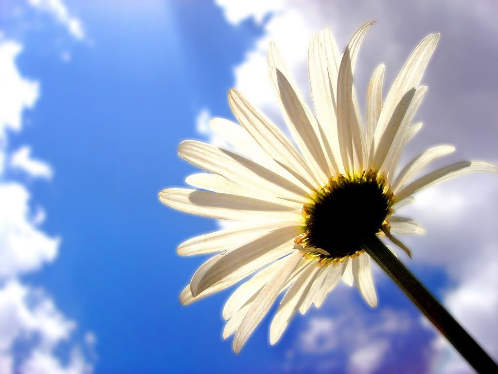 ws_Iran_Flower_1600x1200.jpg