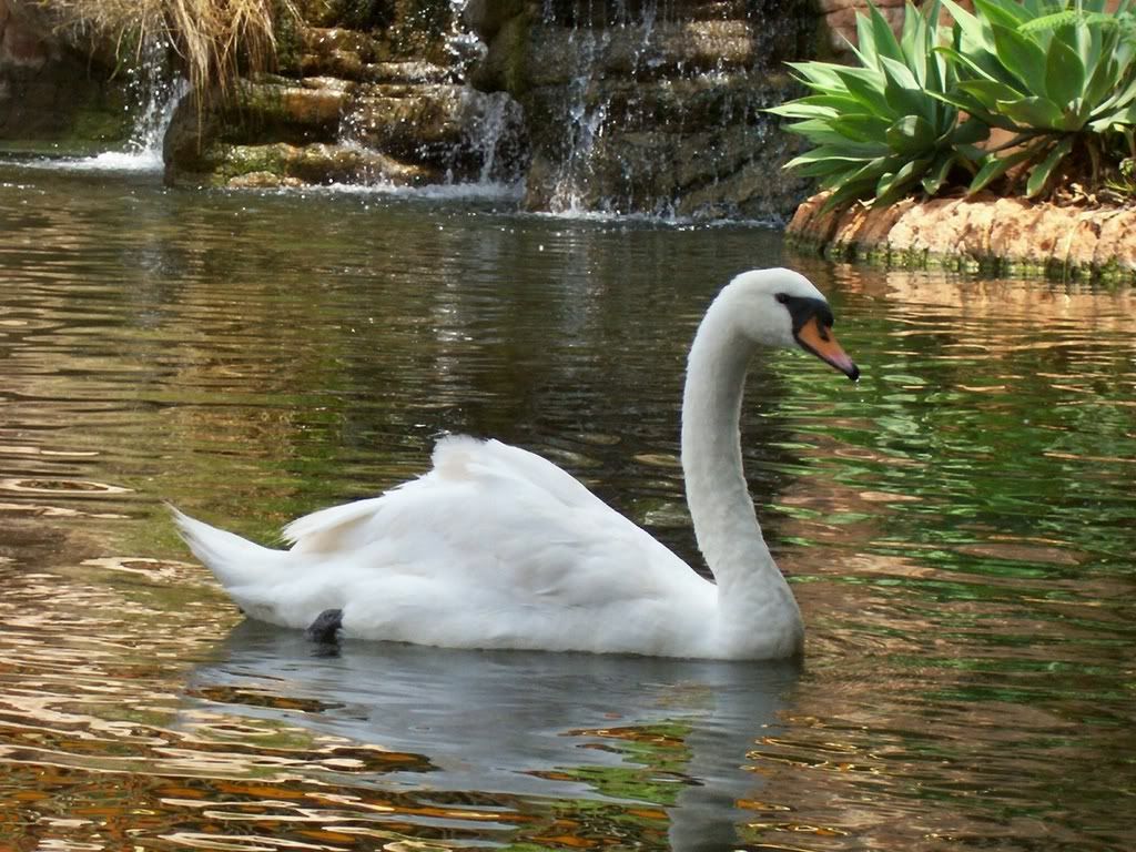 ws_Swan_1600x1200.jpg