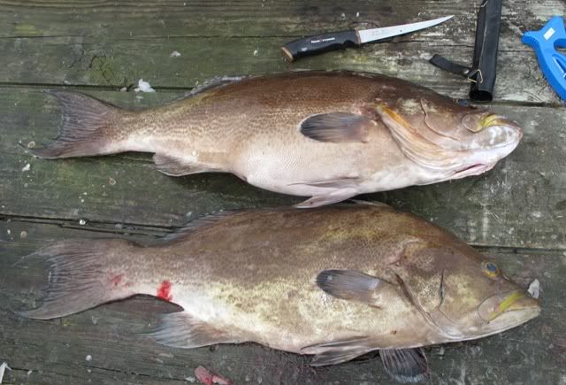 yellowedge grouper