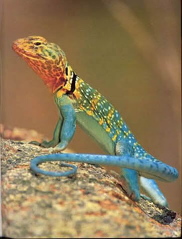lizard Pictures, Images and Photos