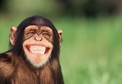 smiling chimp Pictures, Images and Photos