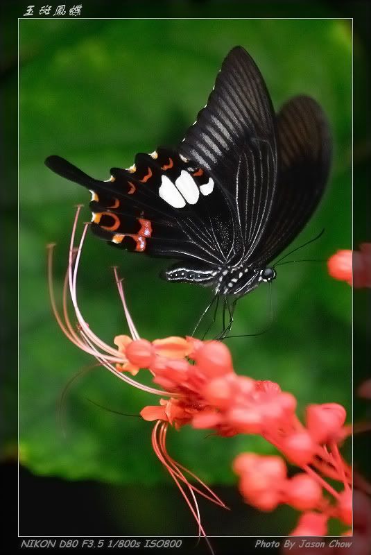papilio helenus helenus 玉斑凤蝶