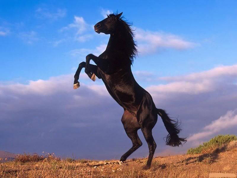 Wild horses running free in Eastern Turkey