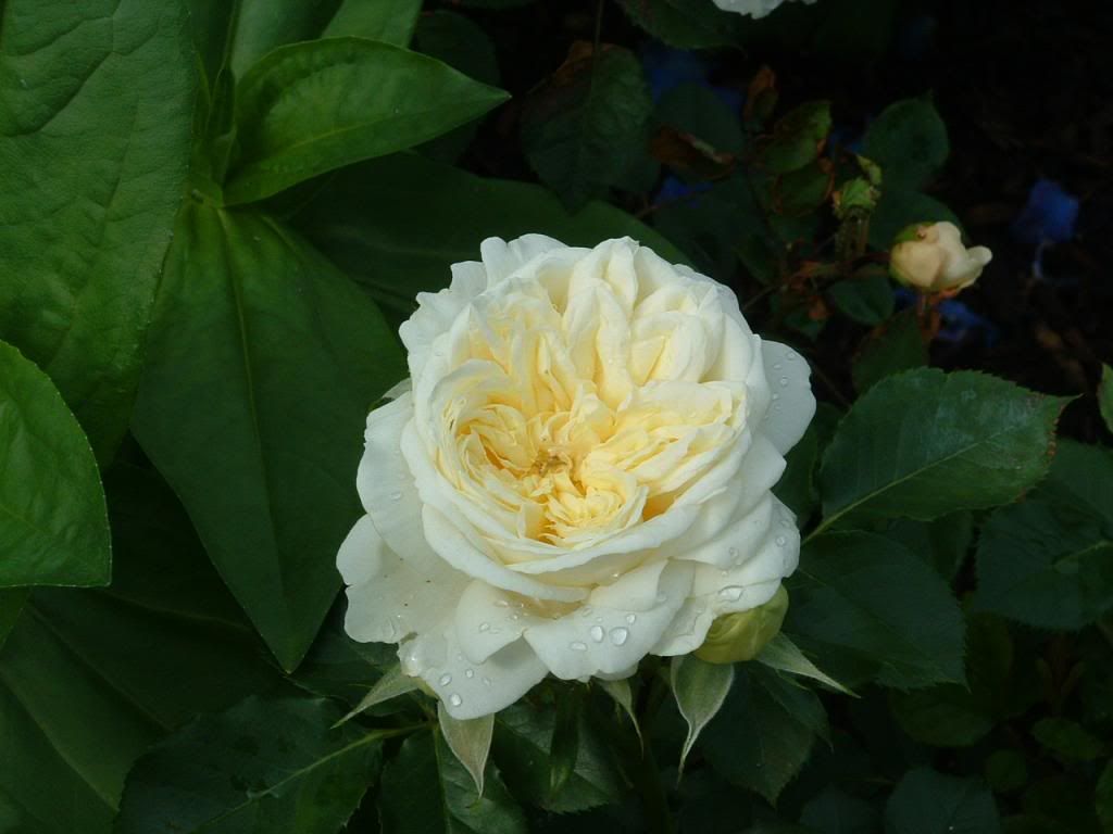 Kronprinsesse Mary Castle photo DSCF0182_zps90685ca0.jpg