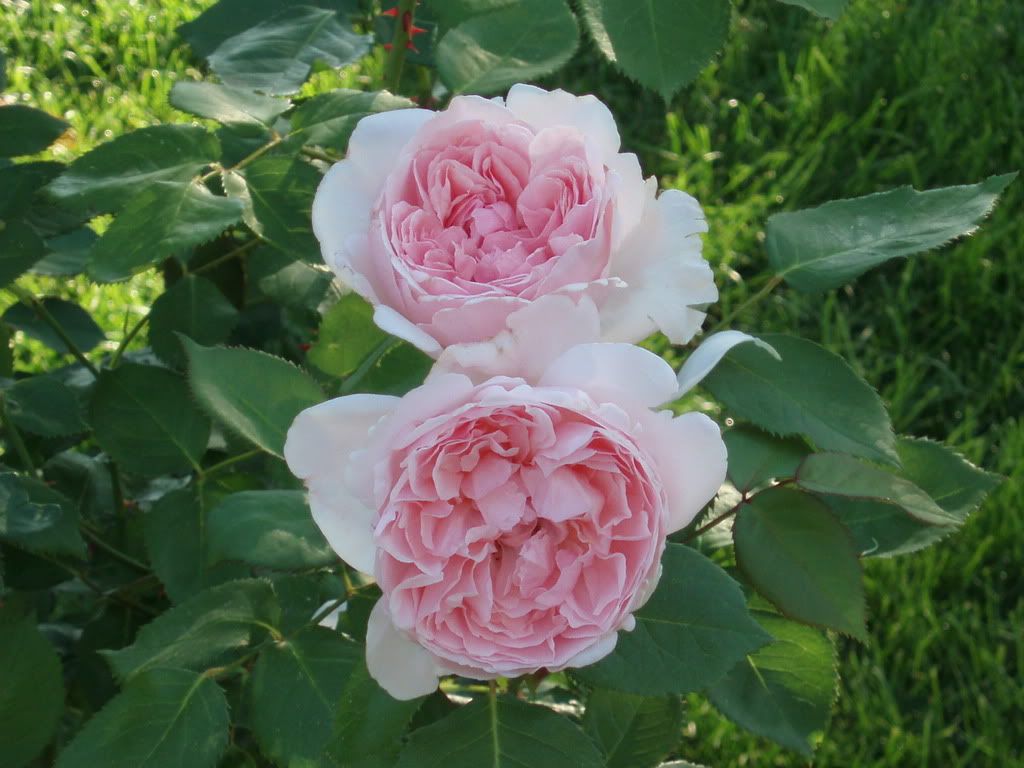 Saint Swithun photo P6160048.jpg