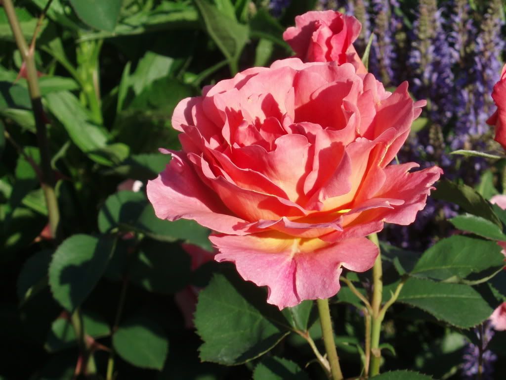 Lilian Austin photo P6160063.jpg