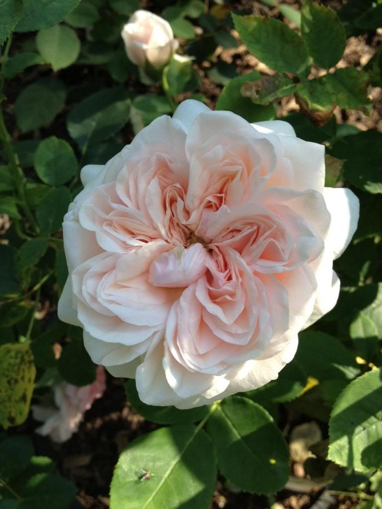 Claire Rose - 1986 photo photo_zps4df75a95.jpg