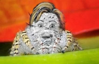 hillaryspider.jpg