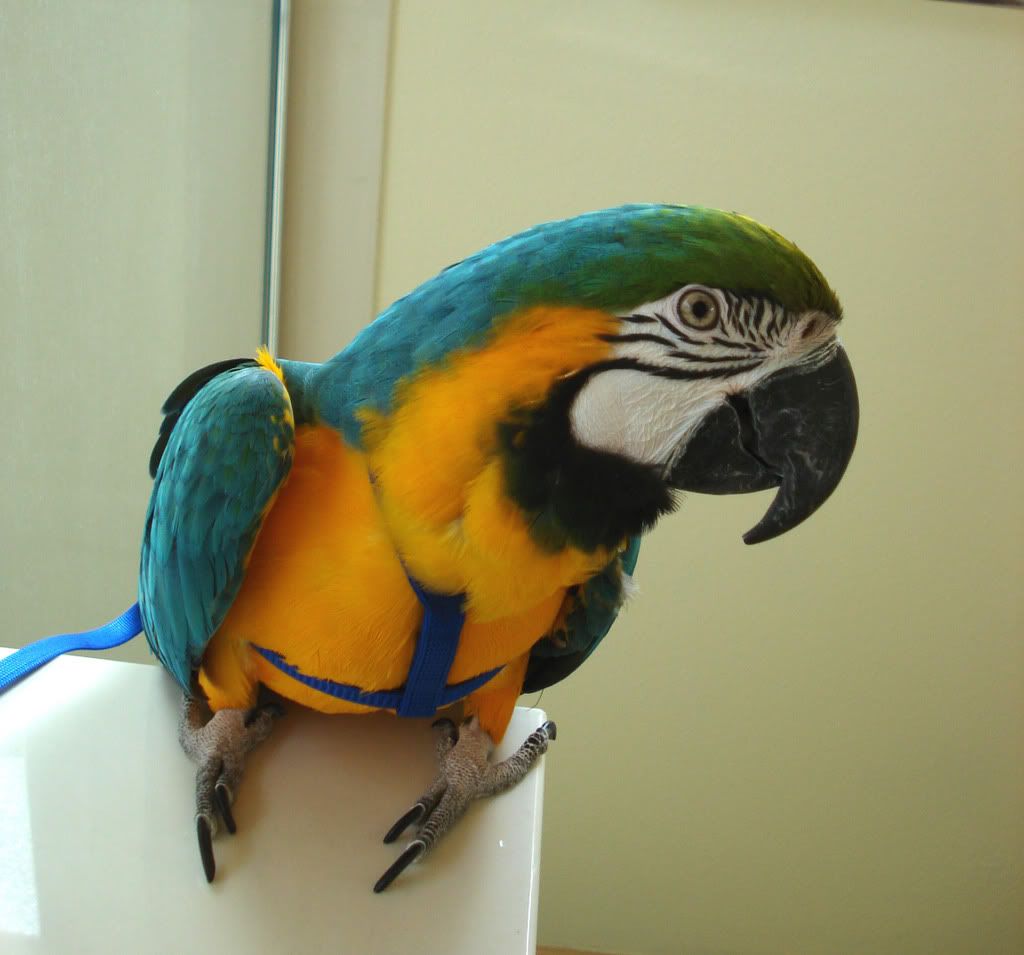 Posted Image