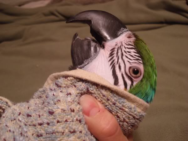 Restraining A Parrot