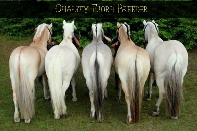 Fjord-Horse-Colours_zpsaar3kkc2.jpg