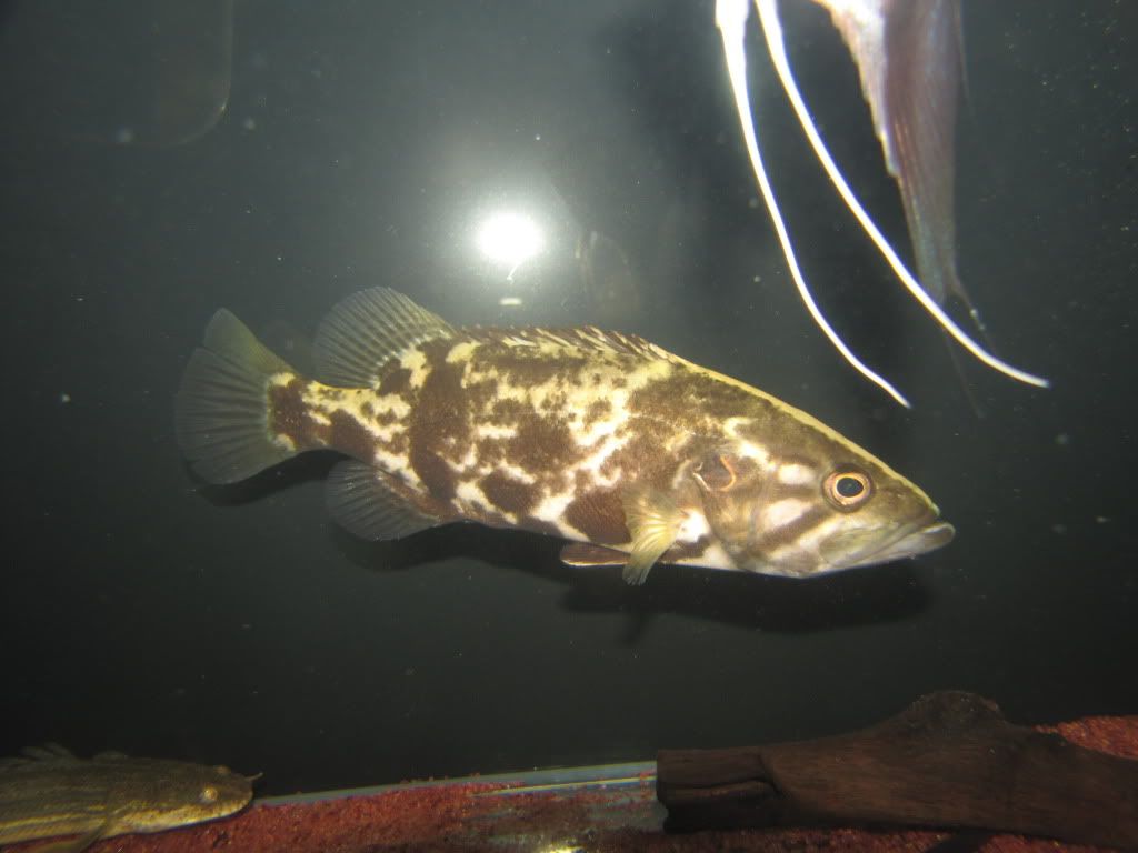 coreoperca whiteheadi