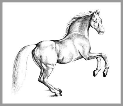 drawing_a_horse_3.jpg