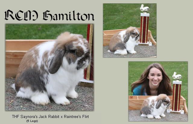 rcmHAMILTON5.jpg picture by rabbitraehollandlop