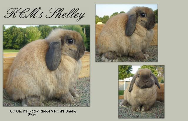 rcmSHELLEY.jpg picture by rabbitraehollandlop