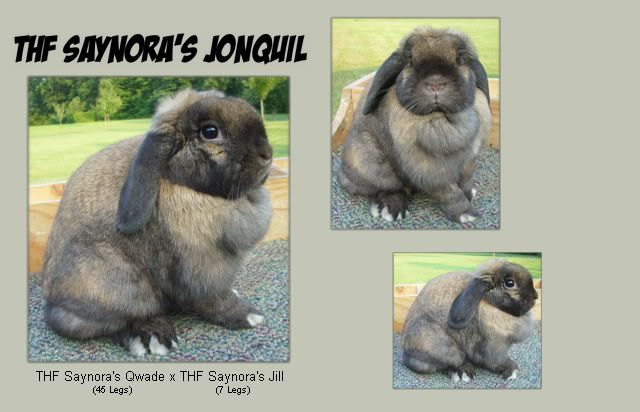 thfsaynoraJONQUIL.jpg picture by rabbitraehollandlop