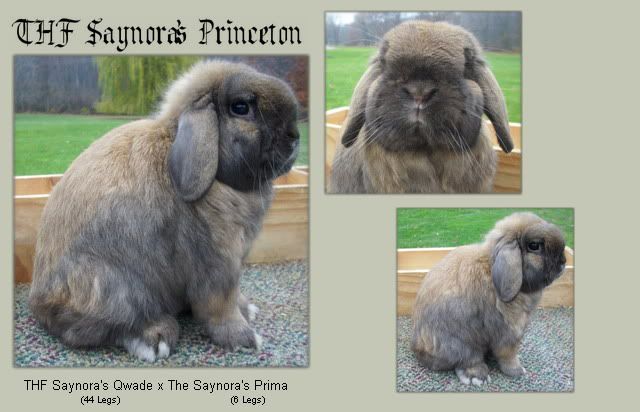 thfsaynorasPRINCETON.jpg picture by rabbitraehollandlop