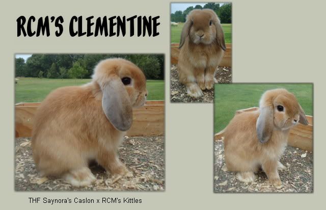 rcmCLEMENTINE.jpg picture by rabbitraehollandlop