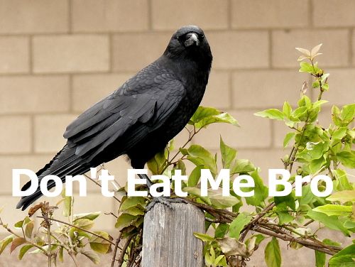 American_Crow.jpg~original