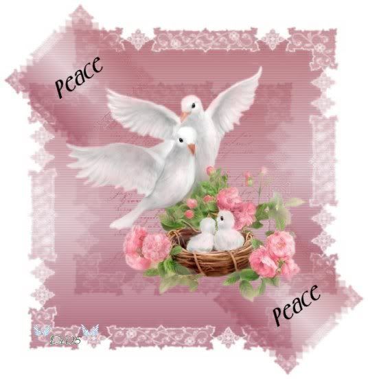 Peace Doves Pictures, Images and Photos