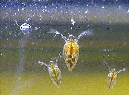 http://i197.photobucket.com/albums/aa20/alexcsy/Daphnia.jpg