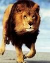 Lion Lion