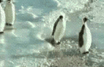 Penguins Penguins