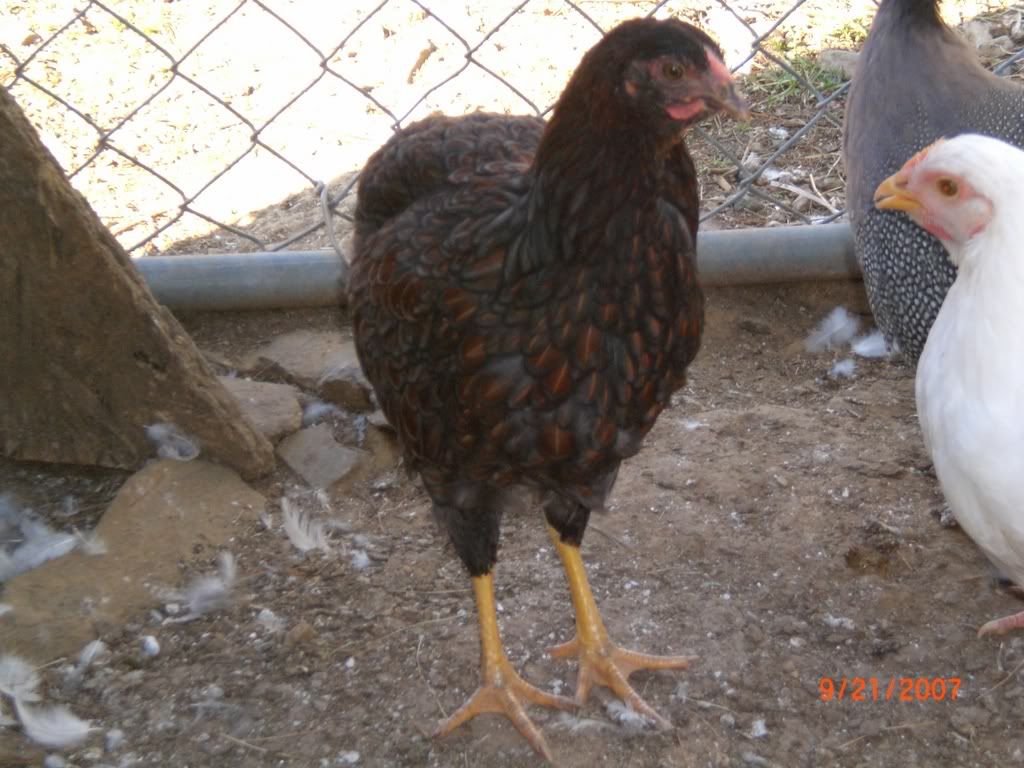 Two Blue Laced Red Wyandotte 8 Weeks Old Are They Roo Or Pullet Backyard Chickens Learn