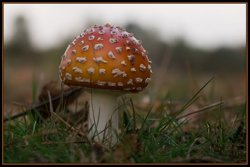 Fotografie