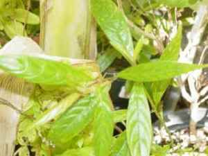 Hinh+Cay+Hoan+Ngoc Hinh Cay Hoan Ngoc http://www.nhatrangclub.vn/&4rum/showthread.php?t ...
