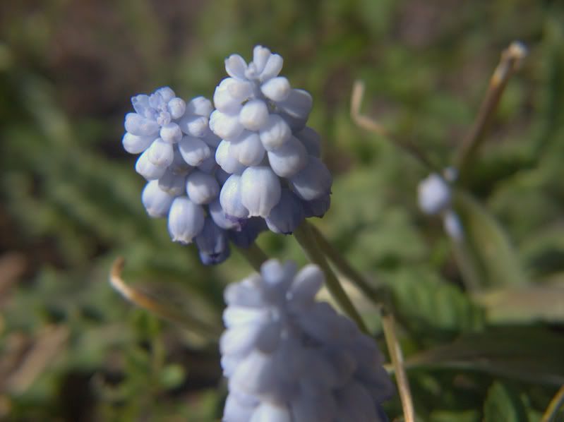 IMAGE: http://i197.photobucket.com/albums/aa225/abuseddog/blue1.jpg